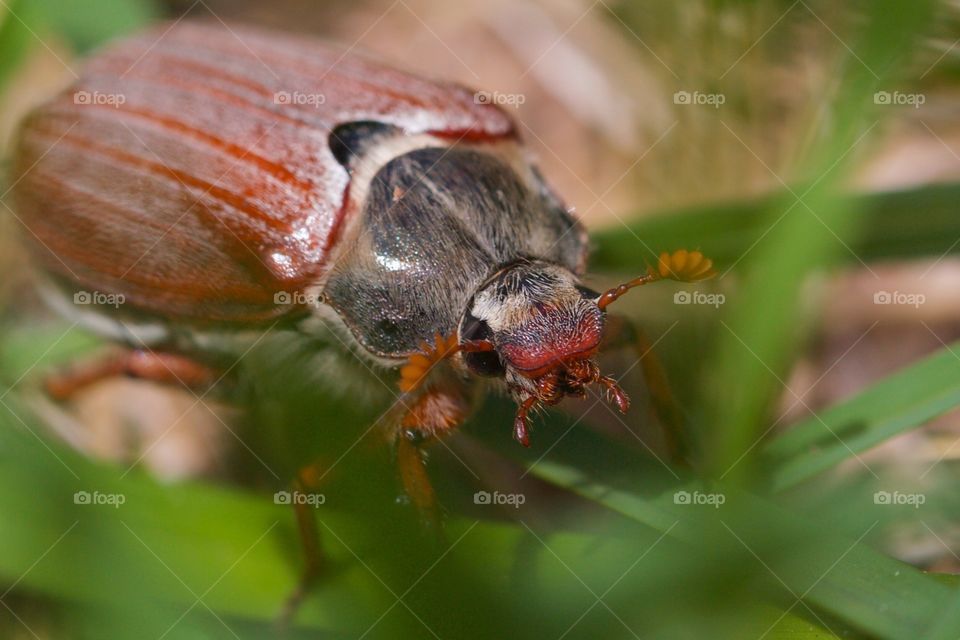 Close-up of a beetle