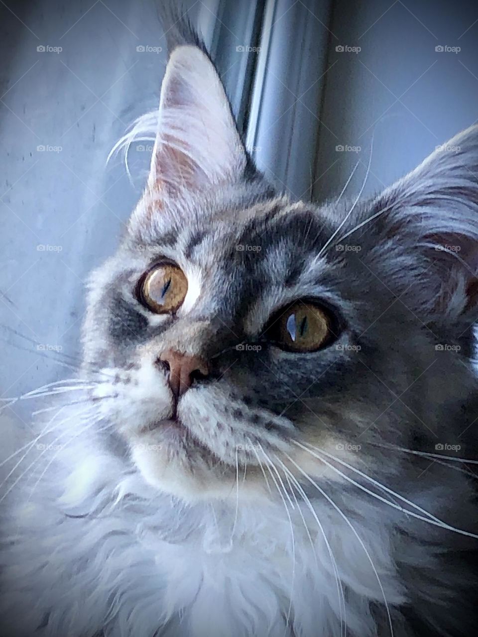 Maine Coon kitten