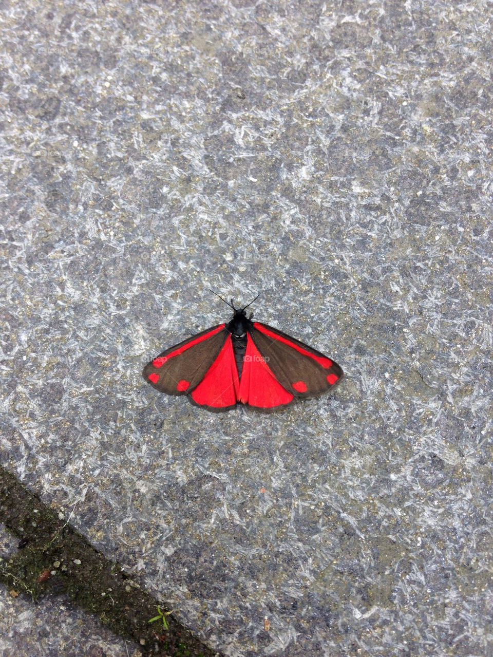 SWEDISH BUTTERFLY CALLED BASTARDVÄRMARE