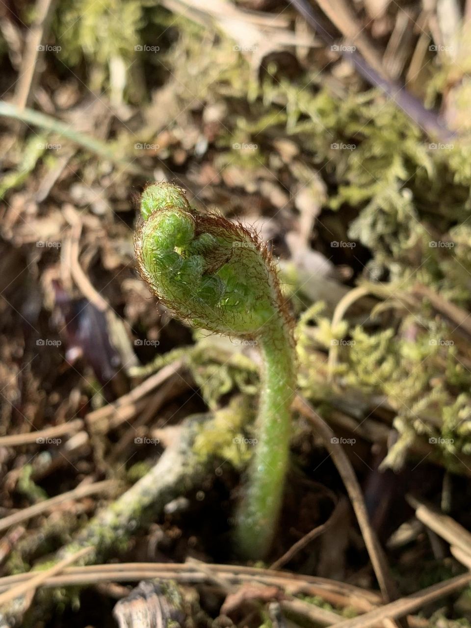 Seedlings 