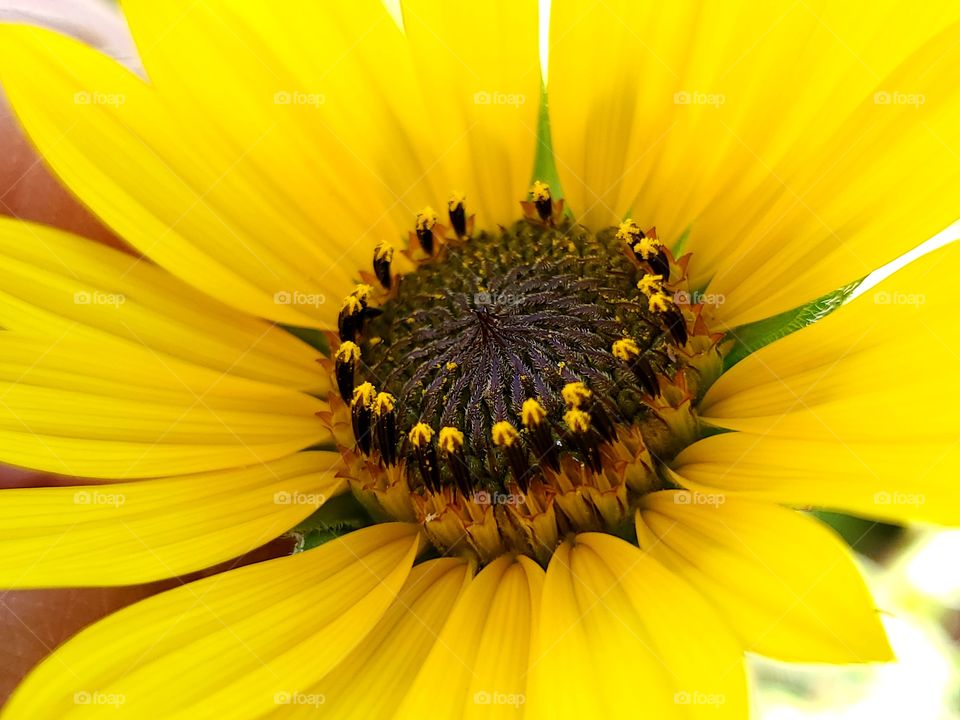 Close up of a beautiful yellow common sunflower on a sunny day.