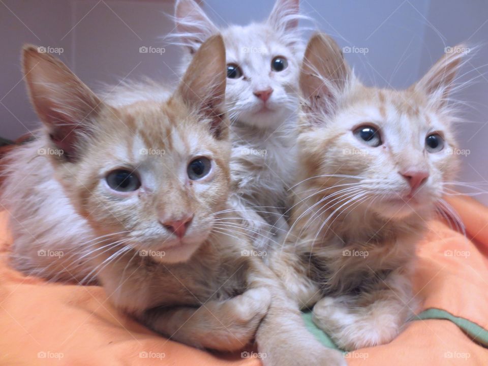 Three tabby kittens 