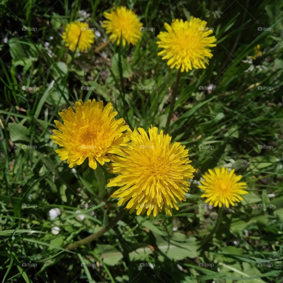 Dandelions