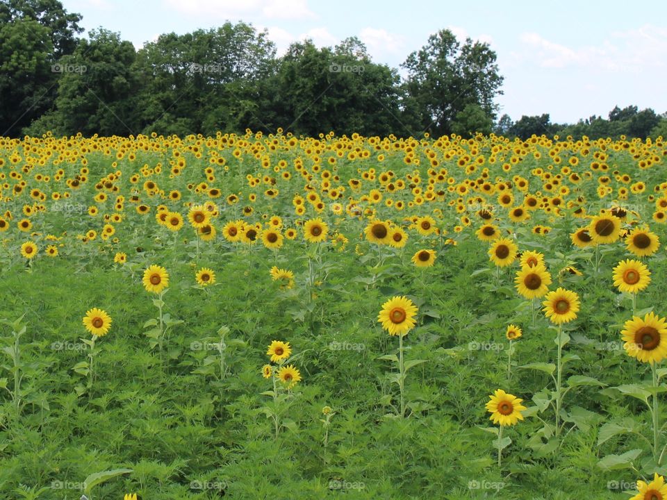 A beautiful sunflower field 