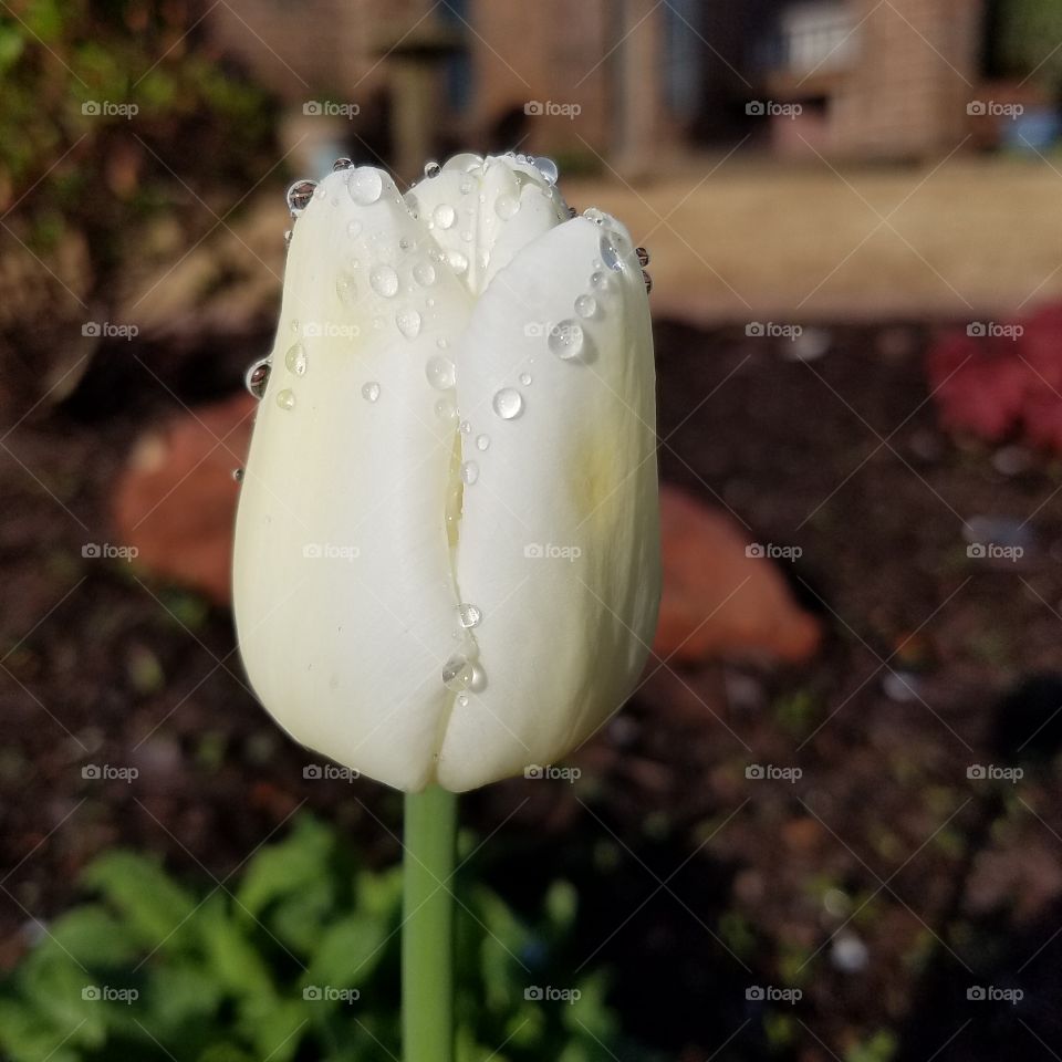 Close up of white tulip bloom with dew drops
