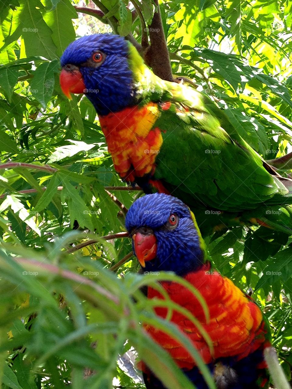 Close-up of parrots perching on tree