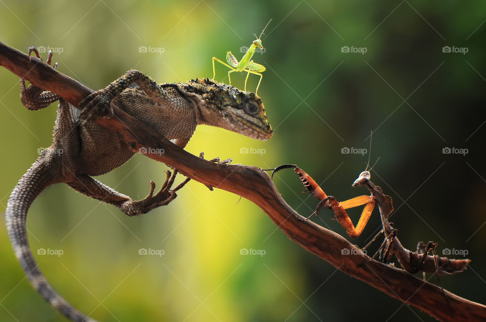 Helping Little Mantis