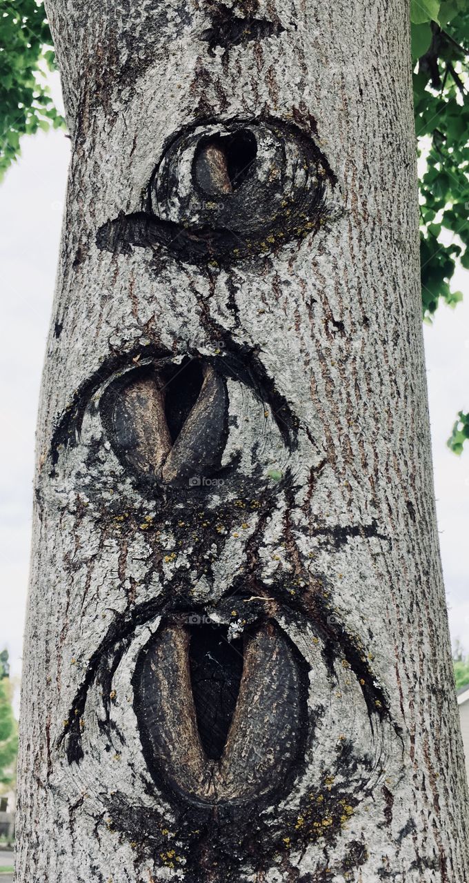 Gray tree trunk three eyes bark