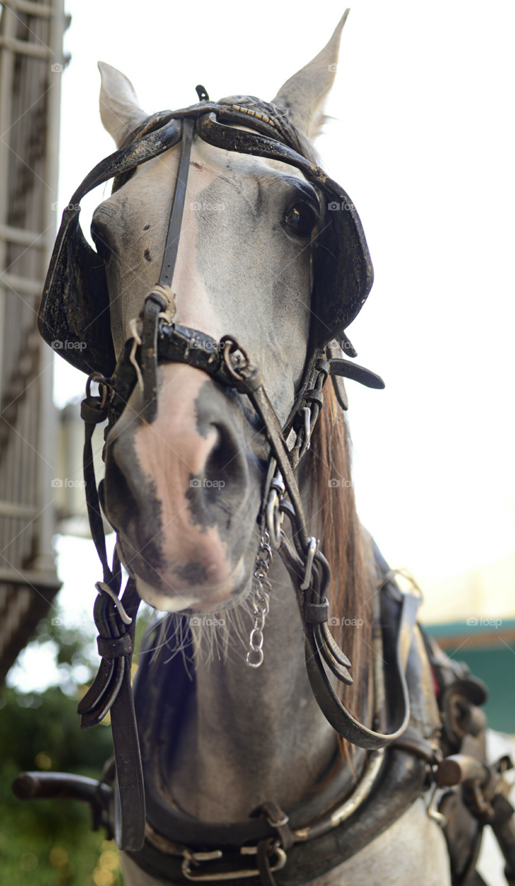 Carriage tour in Cordoba