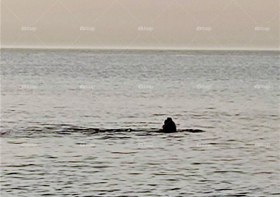 What is swimming in the water, a whale, perhaps a large dolphin ? This photo was taken from a boat in the „Baltic Sea“ during the „Hanse Sail“. A local police boat reported a dolphin so I would say it’s probably that. 2023. Hypnotic Productions