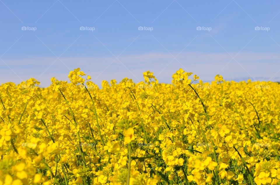 Rapeseed field