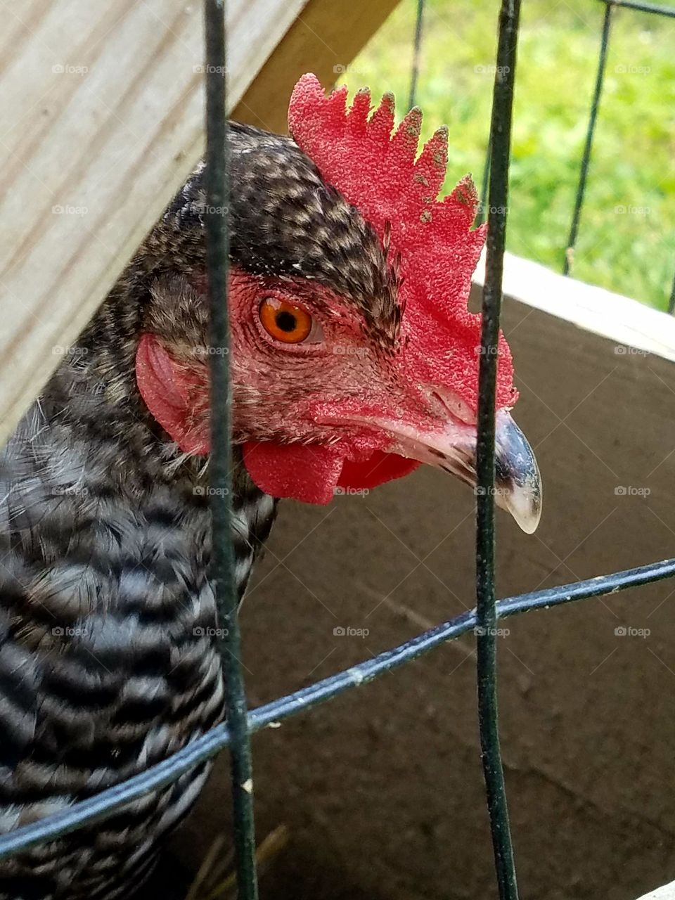 close-up of hen in its pen, looking through wires