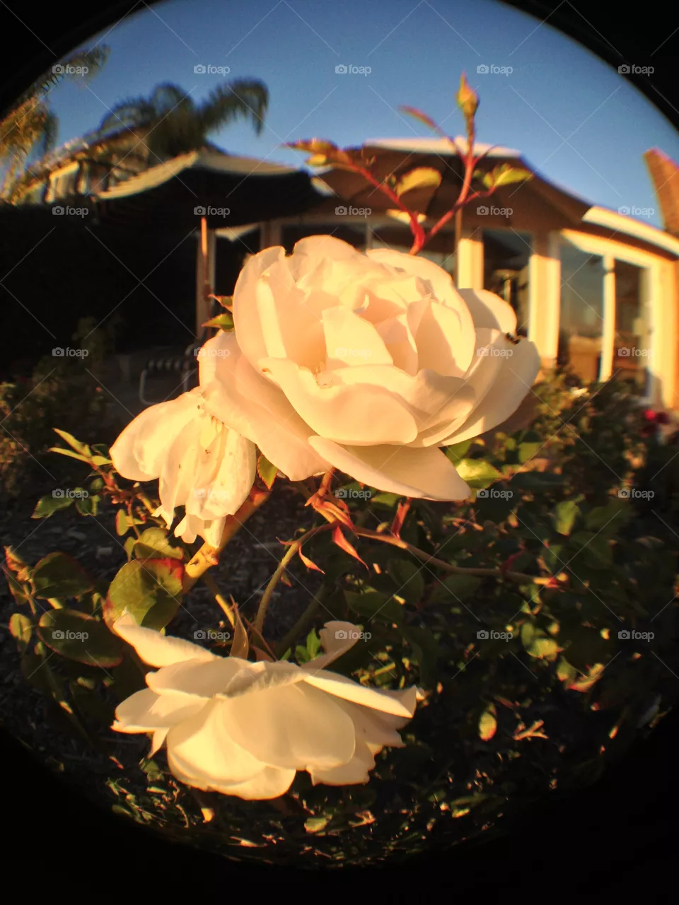 Wedding, Flower, Rose, No Person, Love