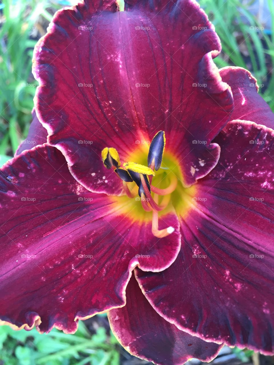 Garden Daylily
