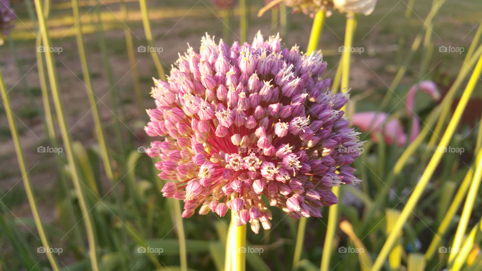 Garlic Flower up close 7