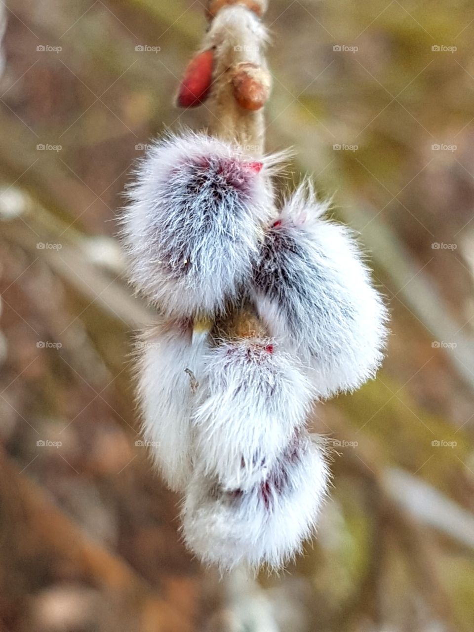 Frühling in Februar