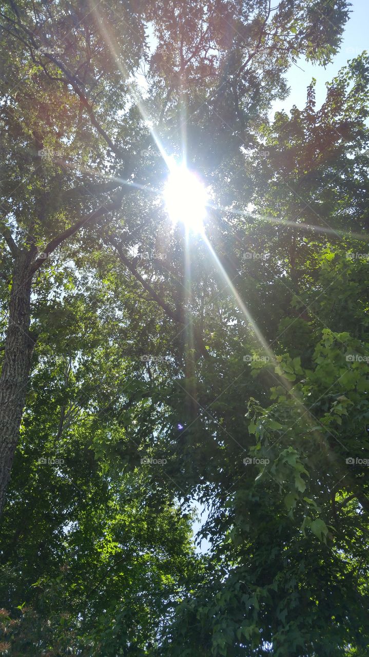Sunshine through trees