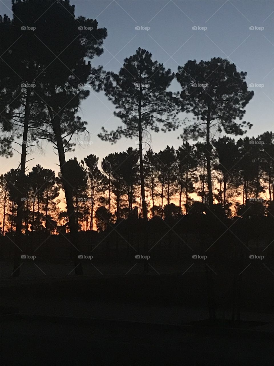 Dusk through trees