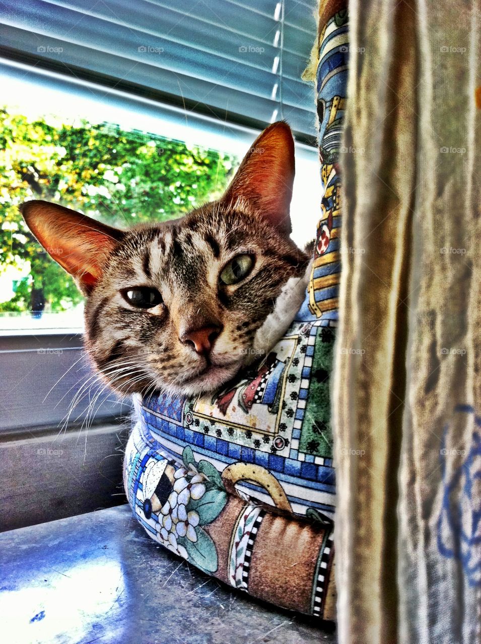 I'm a cat, I can be lazy whenever I want