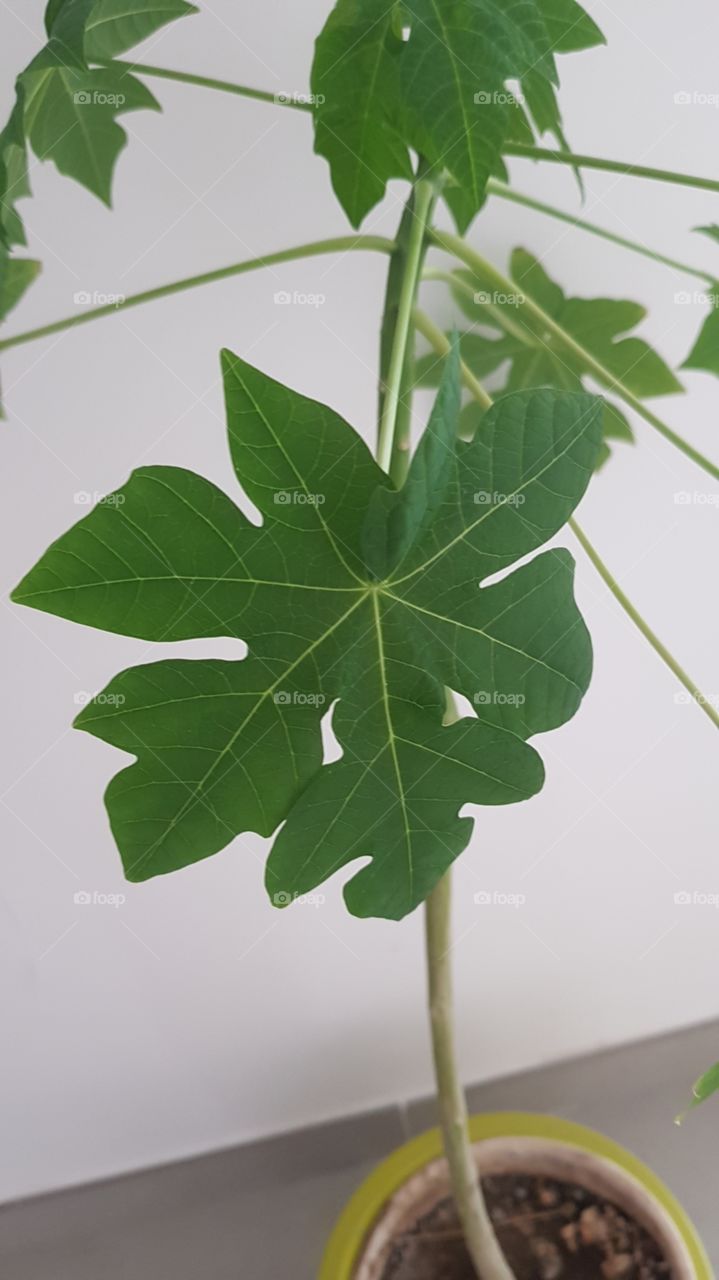 papaya tree grown from seed indoors