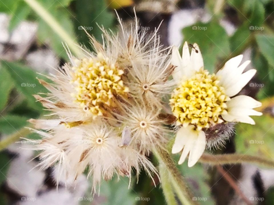 Blurred roadside flowers.