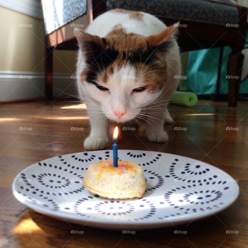 Happy Purr-thday. Samus the calico enjoys tuna cakes on her 2nd birthday.