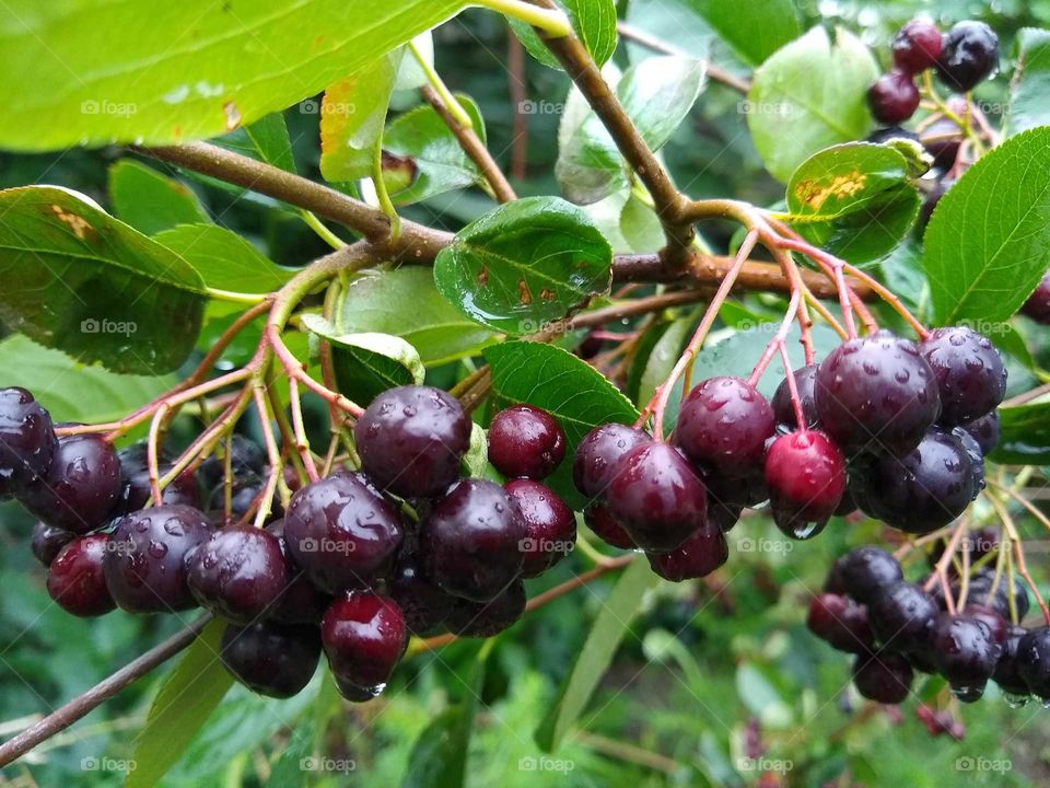 rain drops on the aronia #2