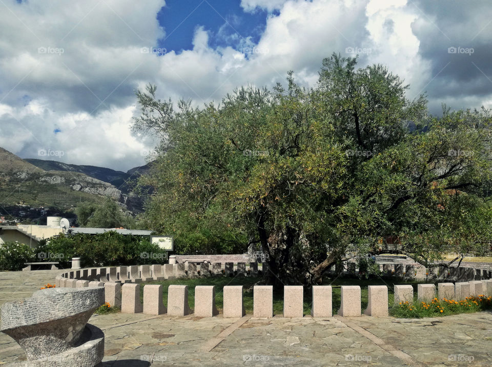 old olive tree. 2000 years old