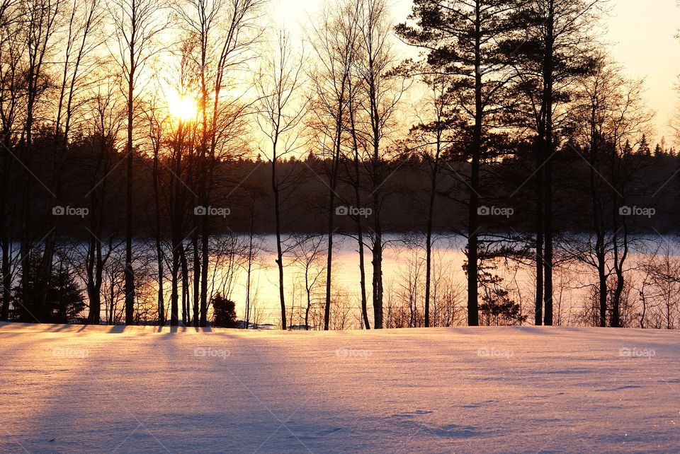 Winter, Dawn, Tree, Snow, Wood