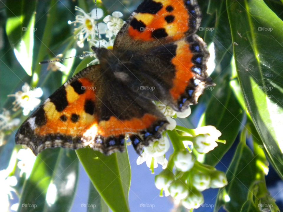 Butterfly beauty