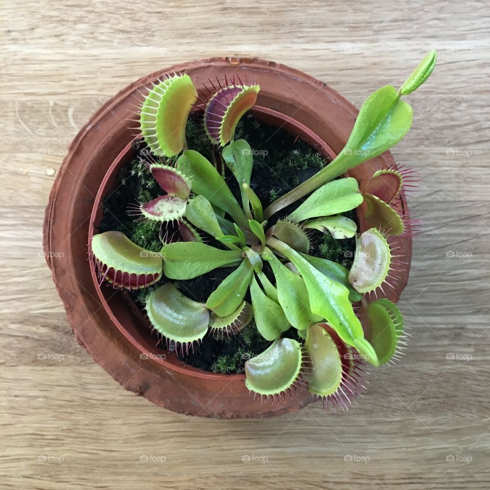 Our baby Venus flytrap ... new growth shown on the top right of the photo 