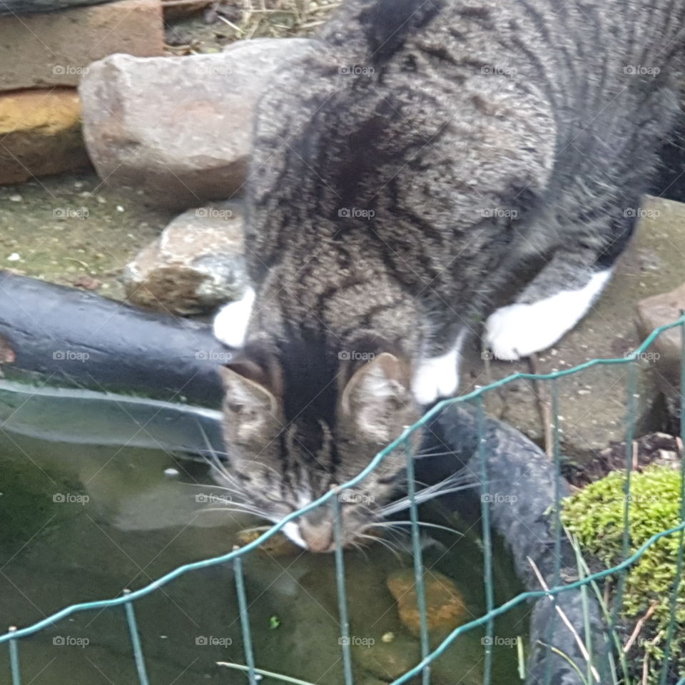 cat drinks from the pond