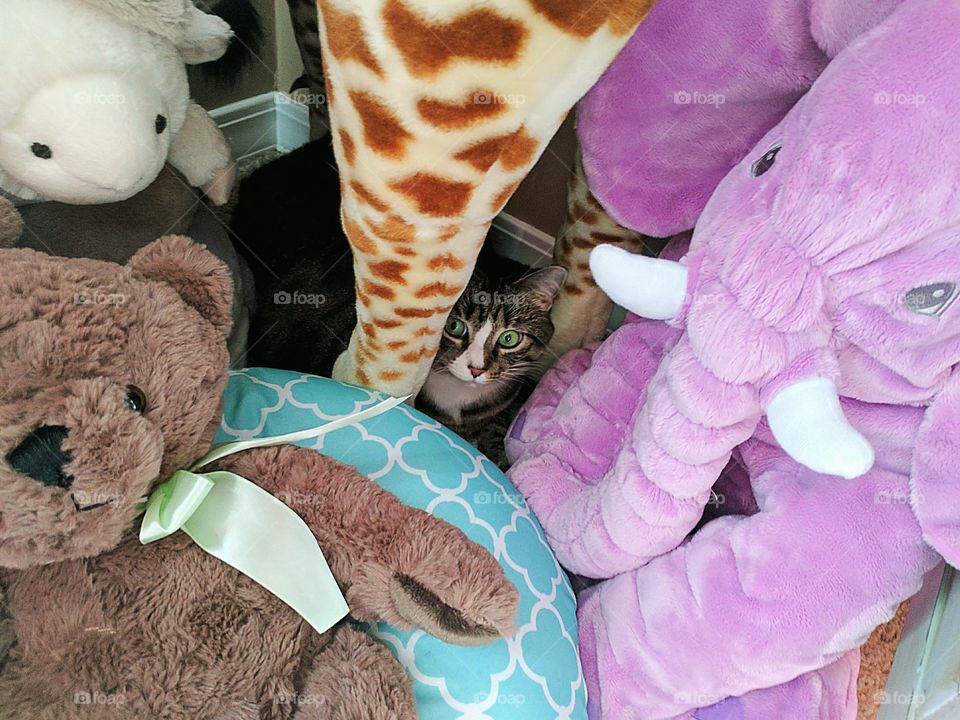 cute plush and fluffy cat hiding among the toy stuffed animals