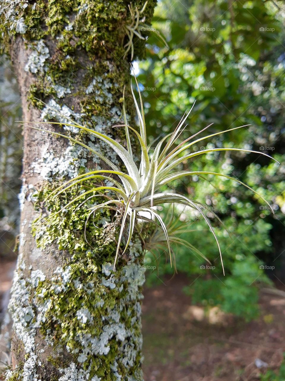 tilandsia on a tree