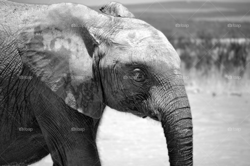 South African Elephant