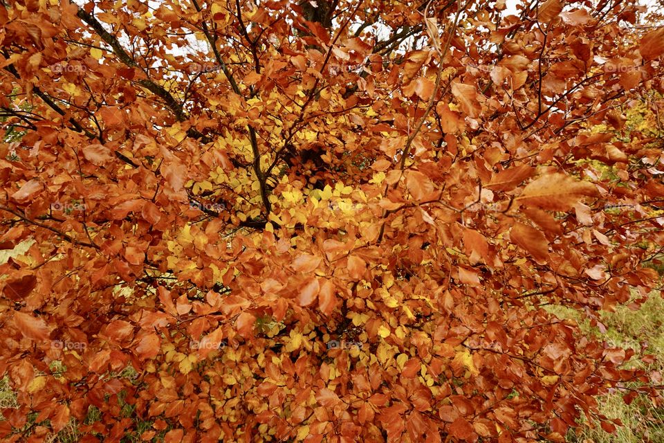 Beautiful Orange Autumnal Leaves 🍁