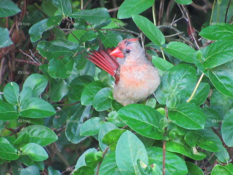 Cardinal