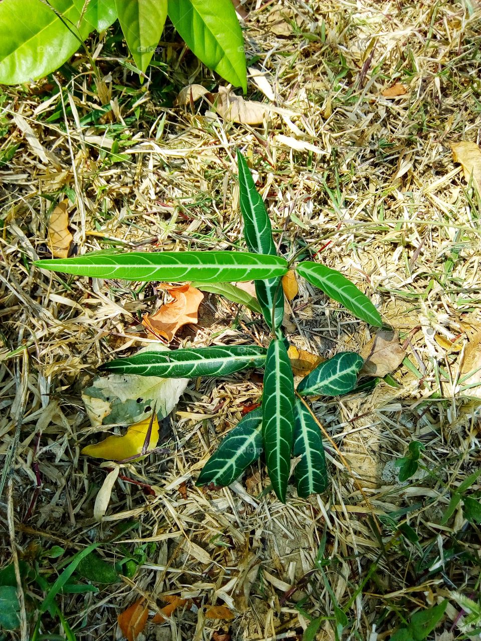 Leaf pattern, ground,tree