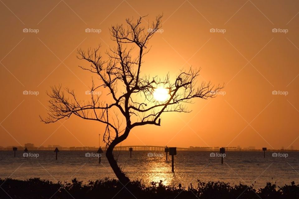 Beautiful picture of the sunrise through a tree in Safety Harbor Florida