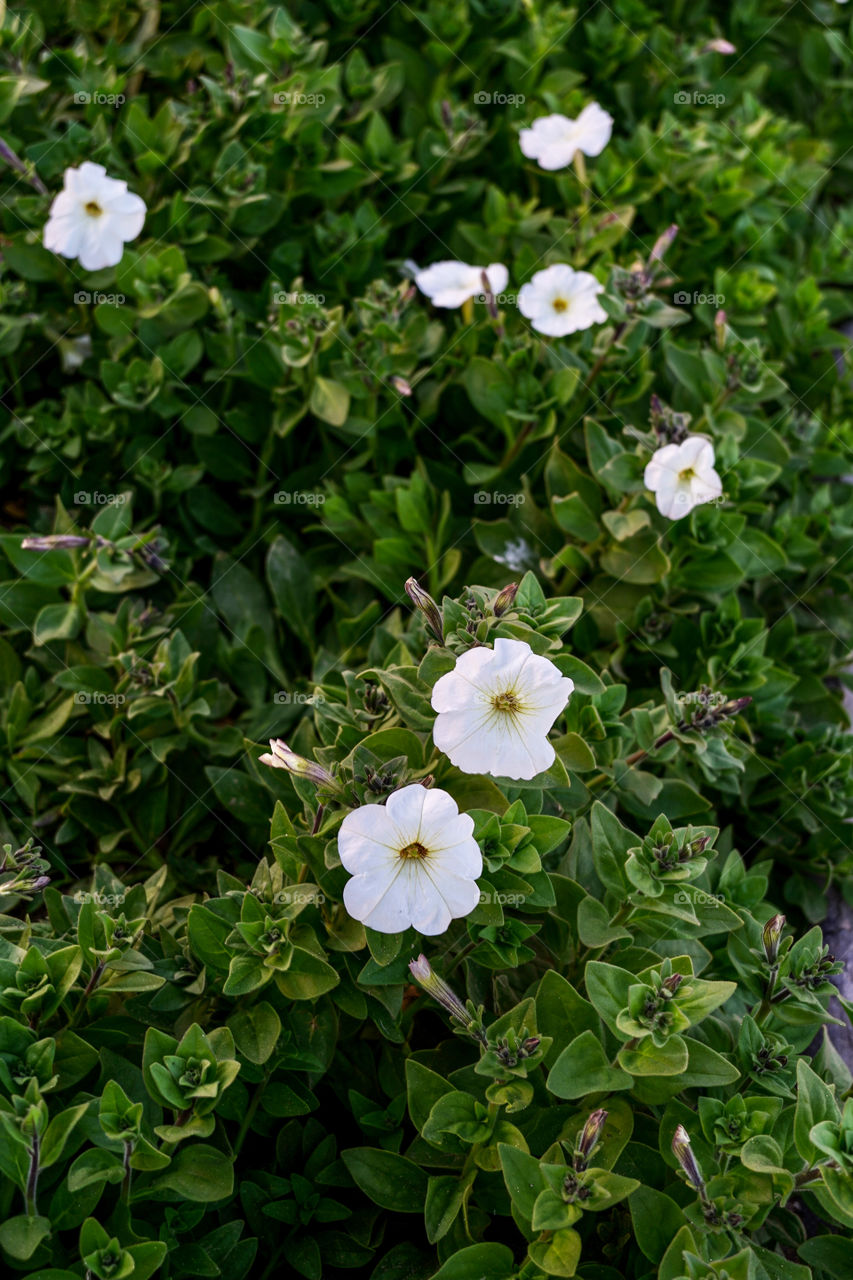 Editor’s choice. Photo of the week . White flowers ina green background 