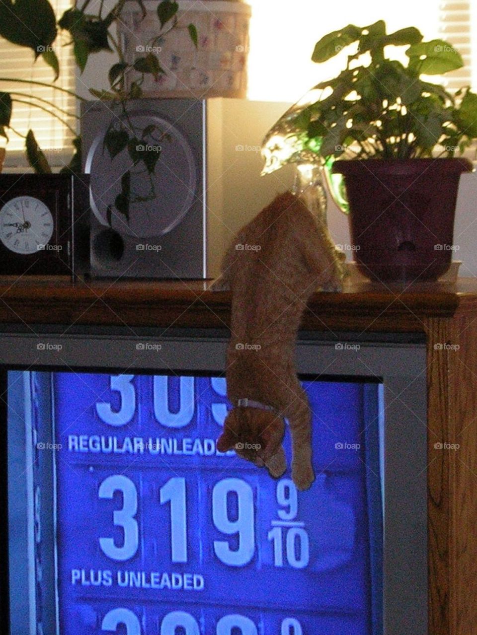 Kitten touching TV