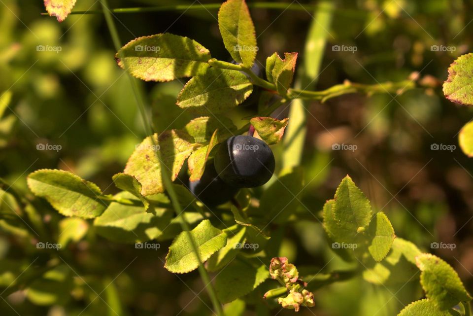 A pair of delicious black berries.The nature can offer us such beautiful gifts.