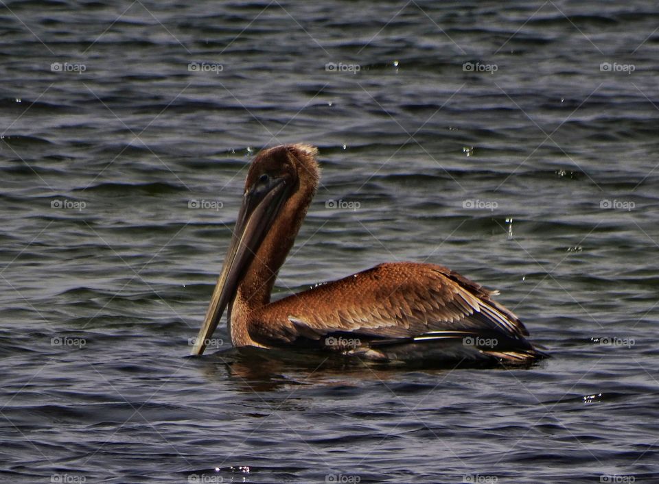 California Brown Pelican
