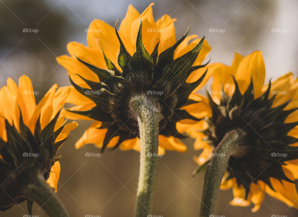 Sunflowers in sunlight rear view