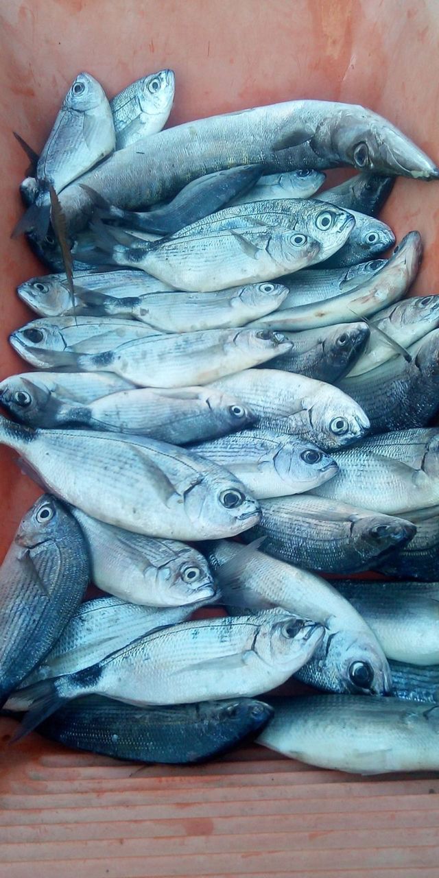 fishing in Greece