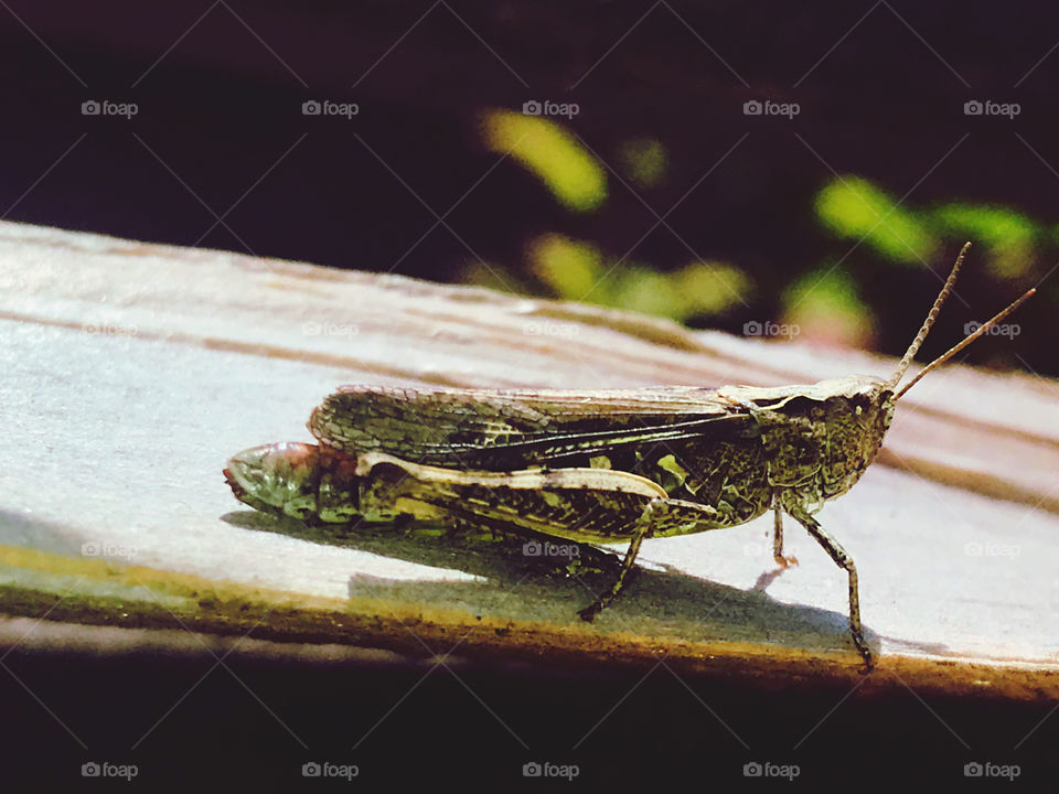 Grasshopper 