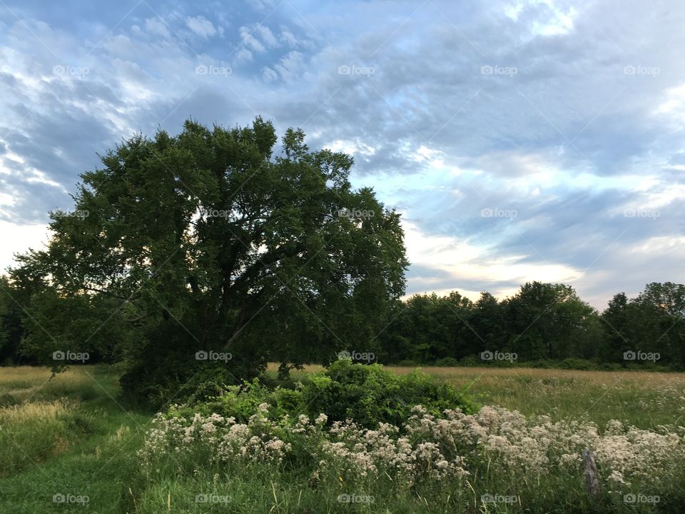 Tree and sky