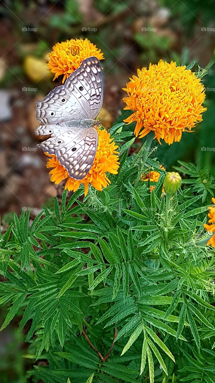 butterfly torn