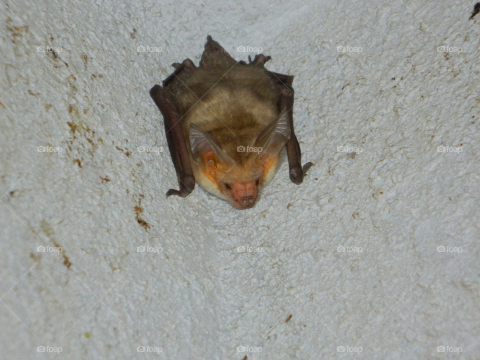 summer house arizona bat by katers596