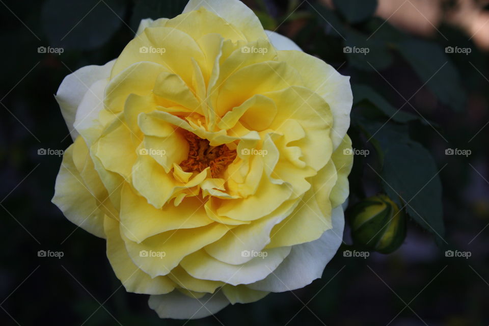 Closeup of yellow rose with a hint of white on the edge of the petals 
